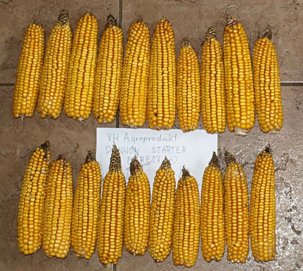 Obr. 4: Palice po aplikaci přípravku s houbou Trichoderma (horní řada) a bez použití přípravku (spodní řada) z lokality Hradec Králové Obr. 4: Palice po aplikaci přípravku s houbou Trichoderma (horní řada) a bez použití přípravku (spodní řada) z lokality Hradec Králové