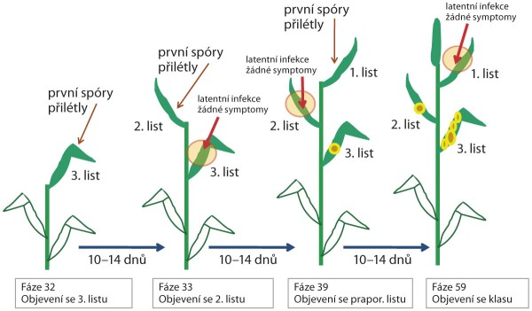 Sch&eacute;ma: V&yacute;voj infekce a&nbsp;načasov&aacute;n&iacute; a&nbsp;&uacute;činek fungicidů na př&iacute;kladu Septoria tritici
