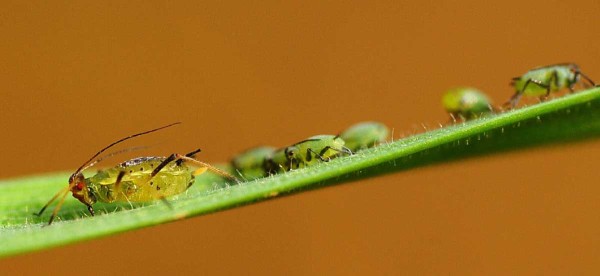 M&scaron;ice na ozim&eacute; p&scaron;enici - vektory virů