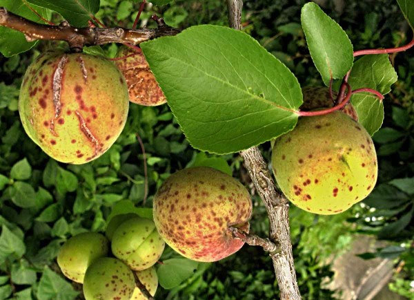 Strupovitost peckovin na meruňkách Strupovitost peckovin na meruňkách
