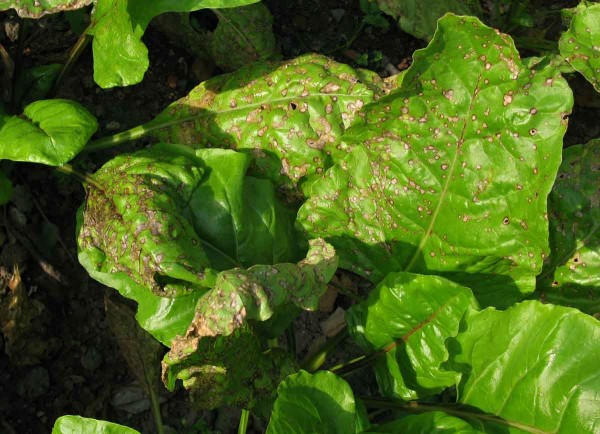 Cerkosporová listová skvrnitost Cerkosporová listová skvrnitost