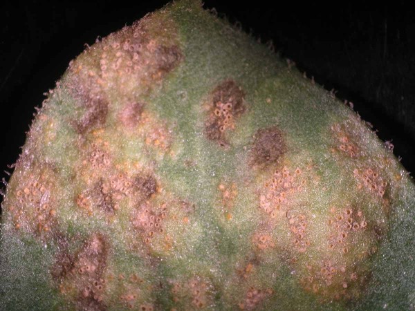 Aecia rzi Puccinia lagenophorae Aecia rzi Puccinia lagenophorae