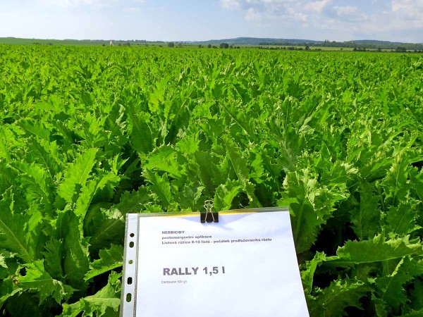 Obr. 2: Aplikace Rally 1,5 l/ha proti následnému zaplevelení Obr. 2: Aplikace Rally 1,5 l/ha proti následnému zaplevelení