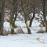 Co je&scaron;tě udělat na zahradě, než přijde zima