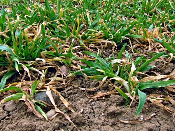 Tyfulová plísňovitost obilnin na ječmenu Tyfulová plísňovitost obilnin na ječmenu