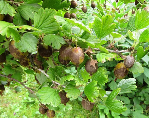 Hnědé padlí angreštu Hnědé padlí angreštu