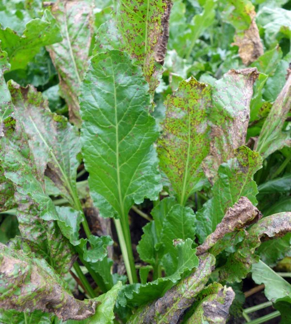 Obr. 2b: Detail listu napaden&eacute;ho Cercospora beticola - siln&eacute; napaden&iacute; listů