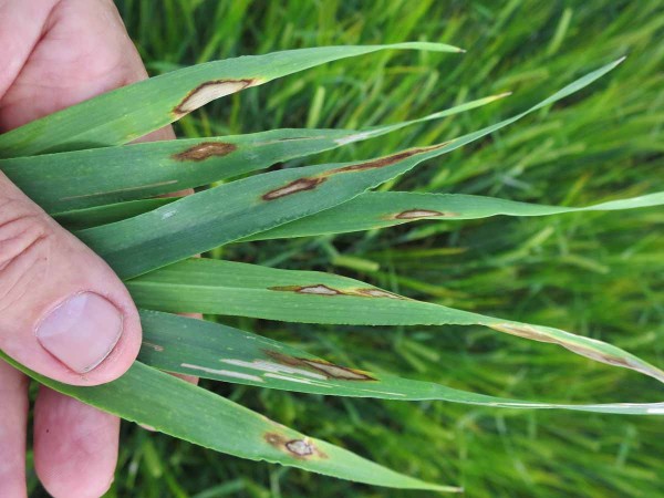 Spála ječmene - rynchosporiová skvrnitost Spála ječmene - rynchosporiová skvrnitost