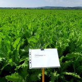 Př&iacute;pravky společnosti Coteva Agriscience v&nbsp;m&aacute;ku od set&iacute; až do sklizně