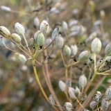 Možnosti ochrany porostů km&iacute;nu kořenn&eacute;ho