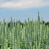 Vychází nová hvězda - Elatus™ Era Vychází nová hvězda - Elatus™ Era