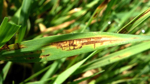 Síťovitá skvrnitost ječmene Síťovitá skvrnitost ječmene