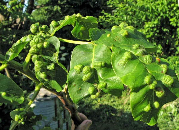 Vlnovník ořešákový - poškození listů Vlnovník ořešákový - poškození listů