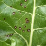 Cercospora beticola na cukrovce - co je nov&eacute;ho
