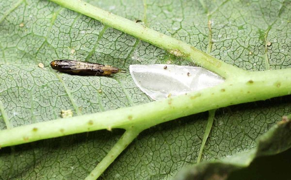 Kukla a&nbsp;z&aacute;motek