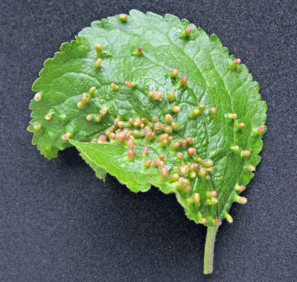 Hálčivec švestkový Hálčivec švestkový