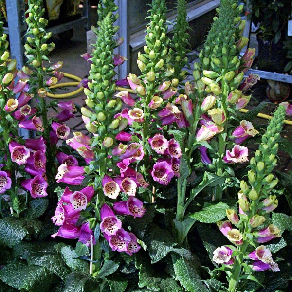 Náprstník červený (Digitalis purpurea) Náprstník červený (Digitalis purpurea)