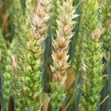 Ochrana hlavn&iacute;ch plodin ve vegetačn&iacute;m roce 2019/20 v&nbsp;Čech&aacute;ch a&nbsp;v&yacute;hled do jara 2021