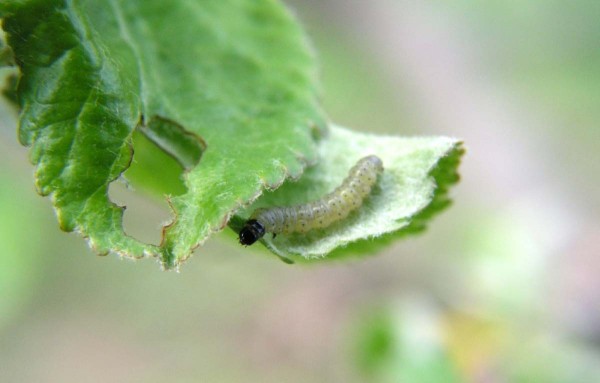 Během května se můžeme setk&aacute;vat s&nbsp;housenkami slupkov&yacute;ch obalečů, kter&eacute; v&nbsp;sadech přezimovaly