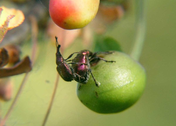 Zobonoska tře&scaron;ňov&aacute; ohrožuje předev&scaron;&iacute;m v&yacute;sadby vi&scaron;n&iacute; v&nbsp;bl&iacute;zkosti lesa a&nbsp;neo&scaron;etřovan&yacute;ch ploch