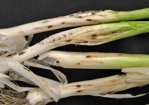 Puparia vrtalky pórové Puparia vrtalky pórové