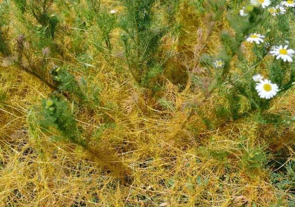 Hust&aacute; spleť lodyh kokotice ladn&iacute; na heřm&aacute;nkovci