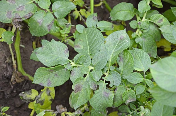 Plíseň bramboru v nati Plíseň bramboru v nati