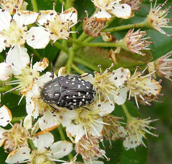 Zlatohl&aacute;vek tmav&yacute;