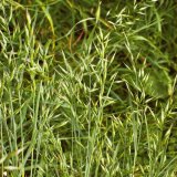 Jednoleté trávy v obilninách - rostoucí význam rezistence vůči herbicidům Jednoleté trávy v obilninách - rostoucí význam rezistence vůči herbicidům