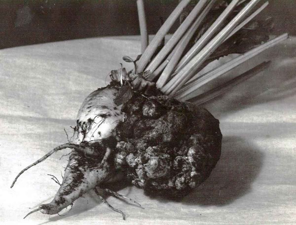 Rhizobium radiobacter - př&iacute;znaky napaden&iacute; (J. Smrž)