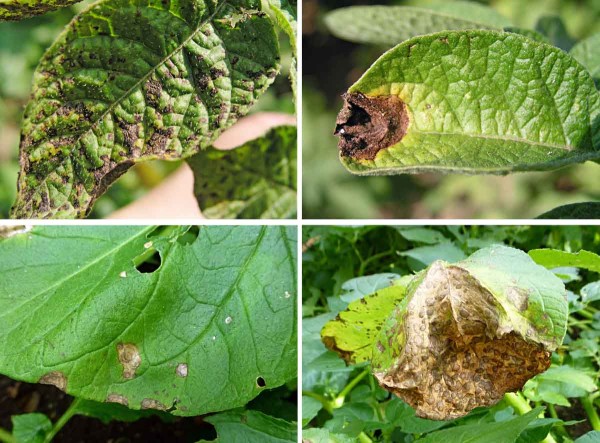 Př&iacute;znaky napaden&iacute; houbami rodu Alternaria