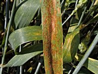 Rez pšeničná Rez pšeničná