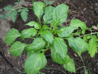 Listy papriky deformované sátí roztoče Polyphagotarsonemus latus Listy papriky deformované sátí roztoče Polyphagotarsonemus latus