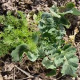 Jarn&iacute; ochrana řepky ozim&eacute; proti než&aacute;douc&iacute;mu zaplevelen&iacute;