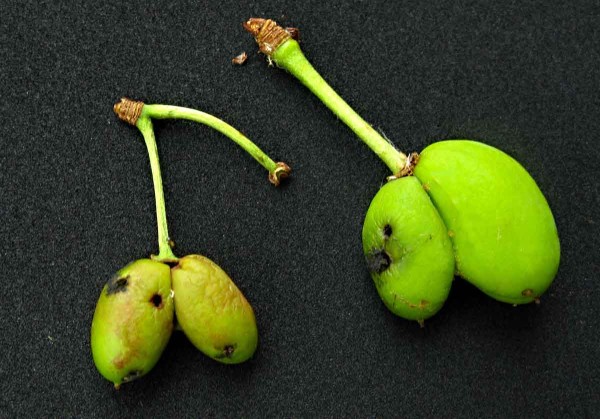 Po&scaron;kozen&iacute; slivon&iacute; pilatkami