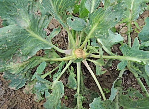 Vyslepnutí (bezsrdéčkovitost) košťálovin Vyslepnutí (bezsrdéčkovitost) košťálovin