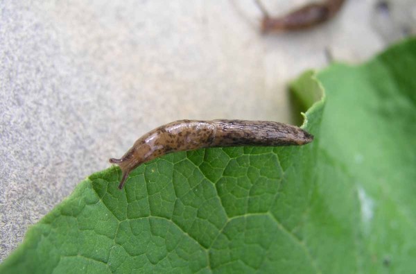 Slimáček Slimáček