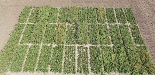 Obr. 2: Maloparcelkov&yacute; herbicidn&iacute; pokus v&nbsp;porostu Conviso Smart cukrov&eacute; řepy na pozemc&iacute;ch ČZU v&nbsp;Praze