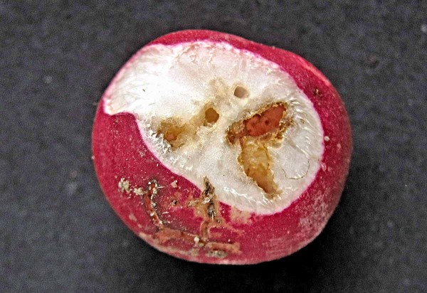 Ředkvička poškozená larvami květilky zelné Ředkvička poškozená larvami květilky zelné