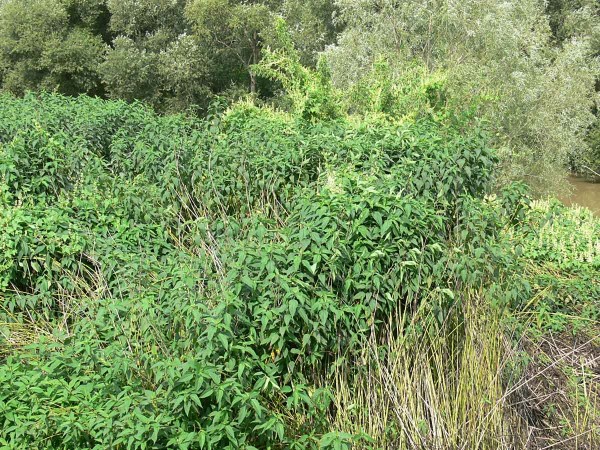 Slnečnica hľuznat&aacute; v&nbsp;inundačnom &uacute;zem&iacute; rieky Uh, v&nbsp;pozad&iacute; ďal&scaron;&iacute; inv&aacute;zny druh ježatec laločnat&yacute; (Echynocistys lobatum)