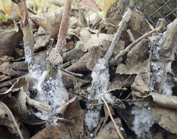 Zač&iacute;naj&iacute; obnovovat kolonie vlnatky krvav&eacute; přezi&not;muj&iacute;c&iacute; na kořenov&yacute;ch v&yacute;mladc&iacute;ch i&nbsp;na stromech