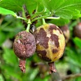 Aktu&aacute;ln&iacute; přehled ochrany zahrad, sadů a&nbsp;vinic - &uacute;nor a&nbsp;březen 2017