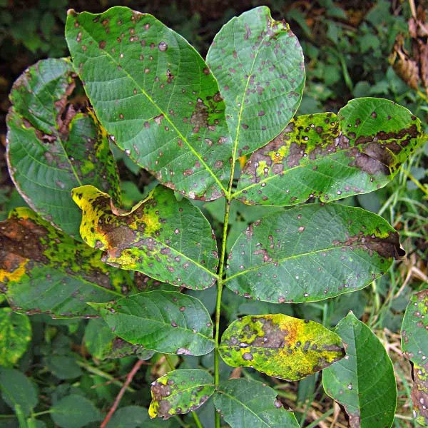 Hnědnutí listů ořešáků Hnědnutí listů ořešáků