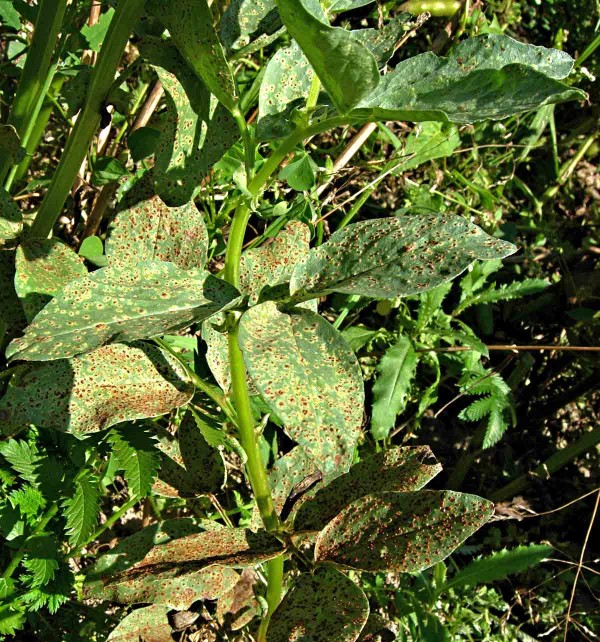 Rez bobová Rez bobová