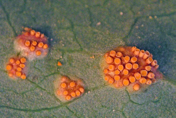 obr. 3: Aecidia na mezihostiteli - dřišťálu obr. 3: Aecidia na mezihostiteli - dřišťálu