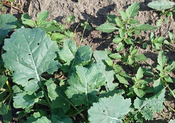 Lilek leskloplod&yacute; jako plevel v&nbsp;porostu ozim&eacute; řepky v&nbsp;podzimn&iacute;m obdob&iacute;