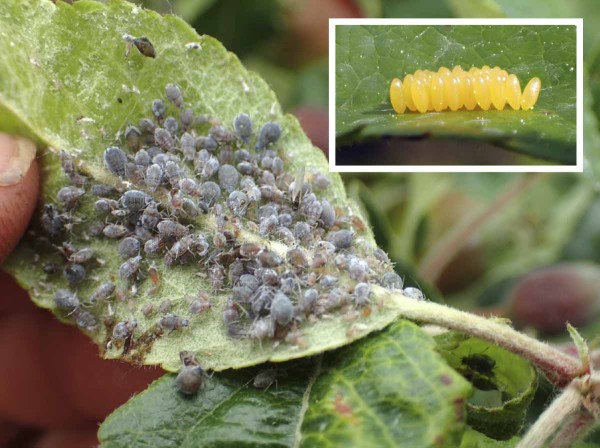 Kolonie m&scaron;ice jitrocelov&eacute; a&nbsp;vaj&iacute;čka slun&eacute;ček