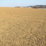 Prvn&iacute; jarn&iacute; doporučen&iacute; k&nbsp;řepce ozim&eacute;