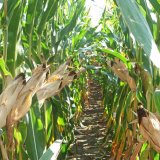 Nov&aacute; generace LG na zrno