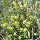 Kokrhel lu&scaron;tinec - plevel v&nbsp;jarn&iacute;ch obilnin&aacute;ch